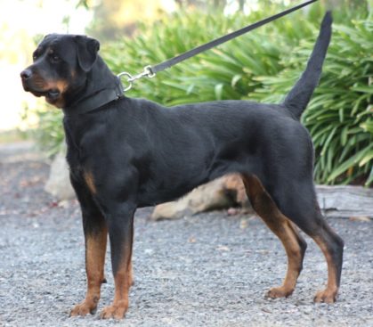 Breeding Working Rottweilers in Australia
