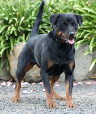 Breeding Working Rottweilers in Australia