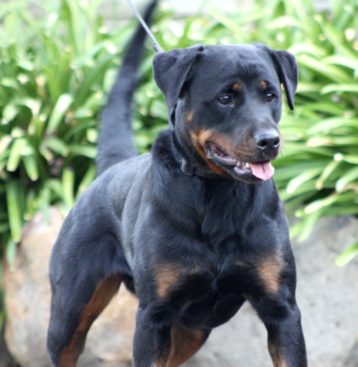 Breeding Working Rottweilers in Australia