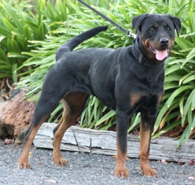 Breeding Working Rottweilers in Australia