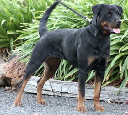 Breeding Working Rottweilers in Australia