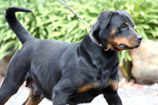 Breeding Working Rottweilers in Australia