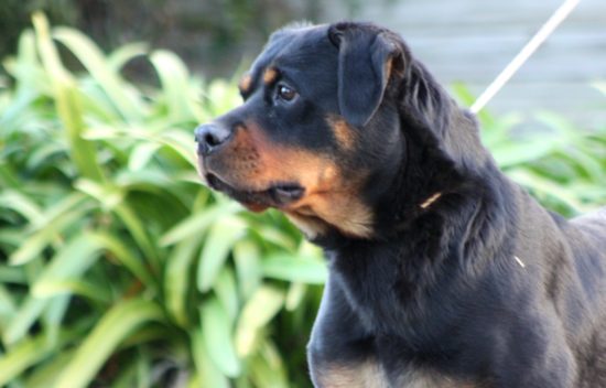 Breeding Working Rottweilers in Australia