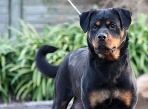 Breeding Working Rottweilers in Australia