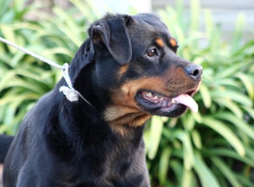 Breeding Working Rottweilers in Australia