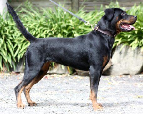 Breeding Working Rottweilers in Australia