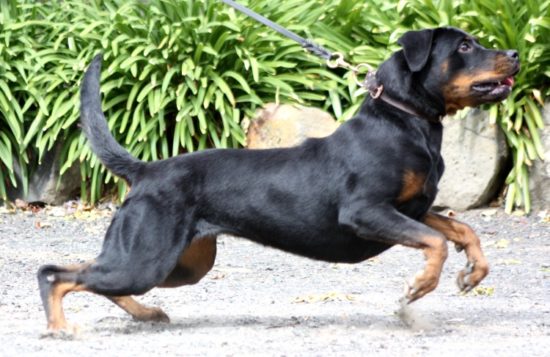 Breeding Working Rottweilers in Australia