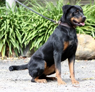 Breeding Working Rottweilers in Australia