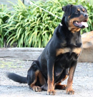 Breeding Working Rottweilers in Australia