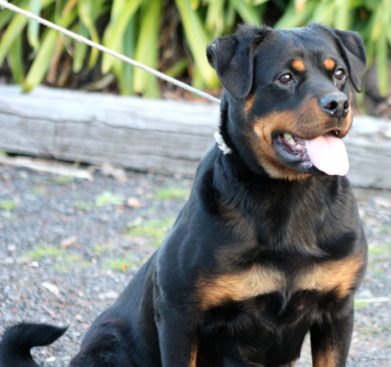 Breeding Working Rottweilers in Australia