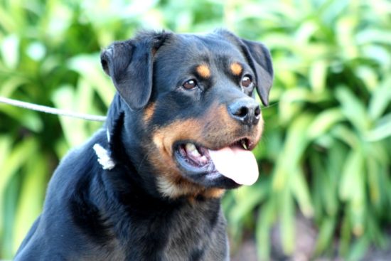 Breeding Working Rottweilers in Australia