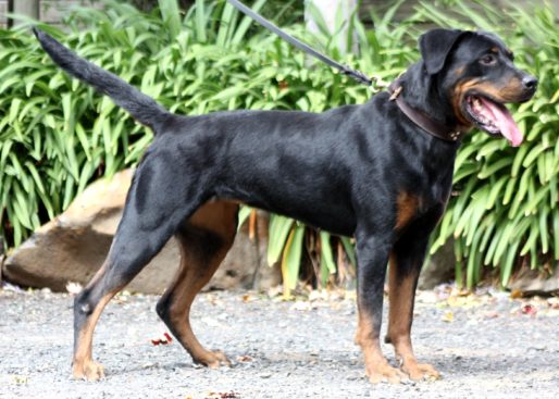 Breeding Working Rottweilers in Australia