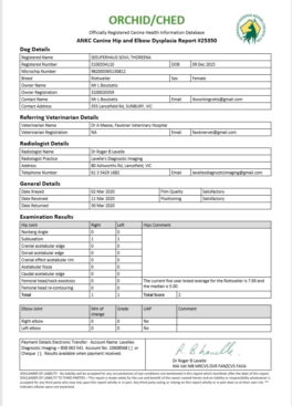 Breeding Working Rottweilers in Australia
