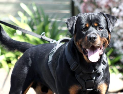 Breeding Working Rottweilers in Australia