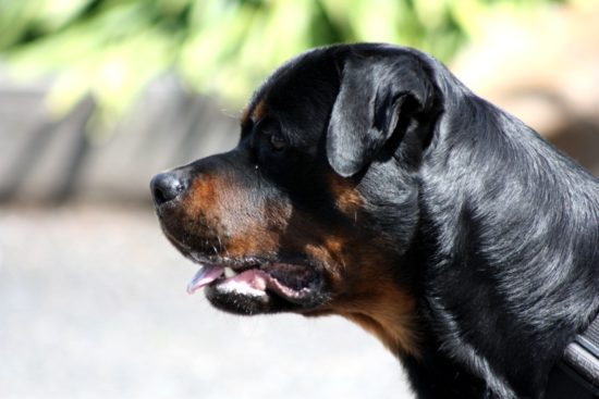 Breeding Working Rottweilers in Australia