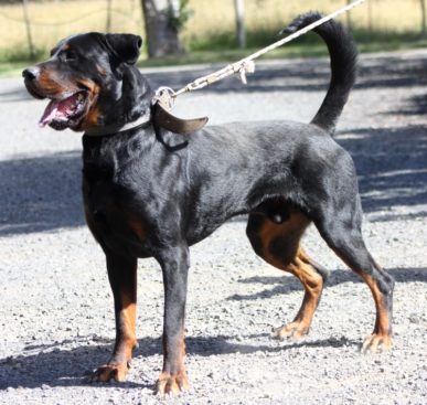 Breeding Working Rottweilers in Australia