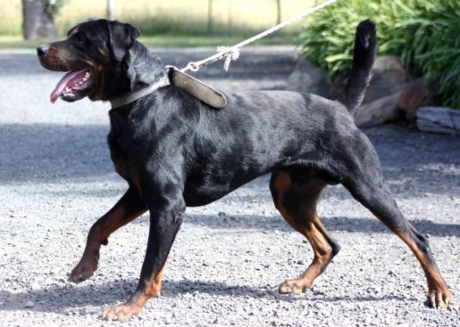 Breeding Working Rottweilers in Australia