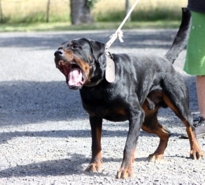 Breeding Working Rottweilers in Australia