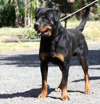 Breeding Working Rottweilers in Australia