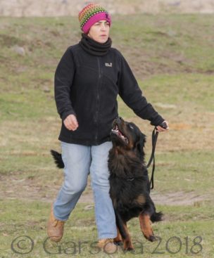 Breeding Working Rottweilers in Australia