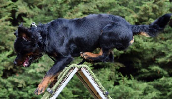 Breeding Working Rottweilers in Australia