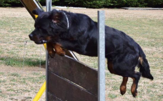 Breeding Working Rottweilers in Australia