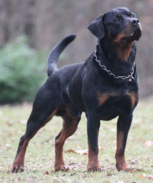 Breeding Working Rottweilers in Australia