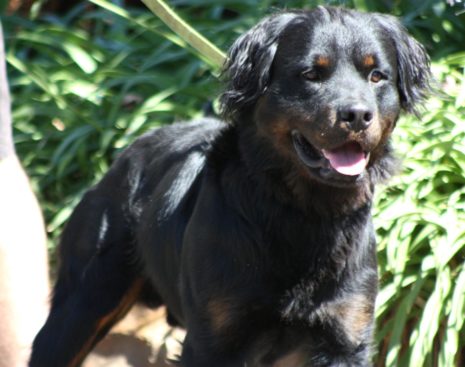 Breeding Working Rottweilers in Australia