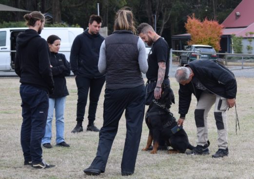 Breeding Working Rottweilers in Australia
