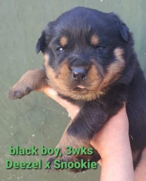 Breeding Working Rottweilers in Australia