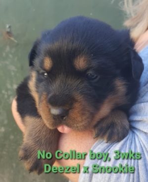 Breeding Working Rottweilers in Australia