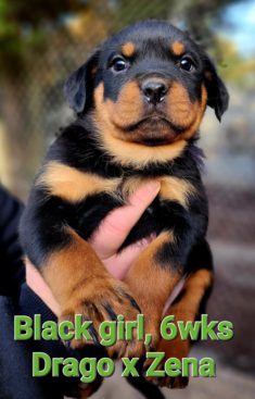 Breeding Working Rottweilers in Australia