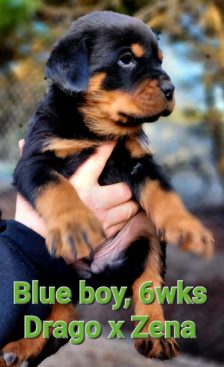 Breeding Working Rottweilers in Australia