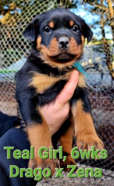 Breeding Working Rottweilers in Australia