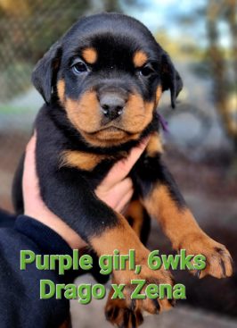 Breeding Working Rottweilers in Australia