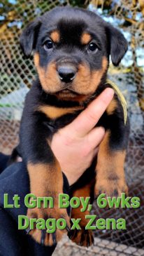 Breeding Working Rottweilers in Australia
