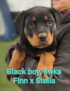 Breeding Working Rottweilers in Australia