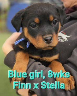 Breeding Working Rottweilers in Australia