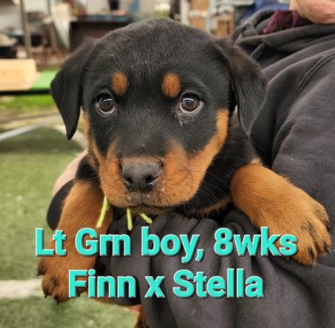 Breeding Working Rottweilers in Australia