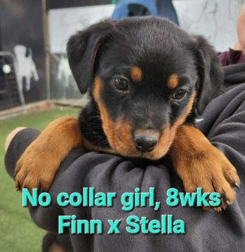 Breeding Working Rottweilers in Australia