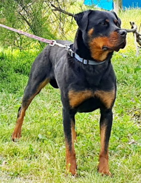 Breeding Working Rottweilers in Australia