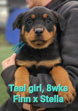 Breeding Working Rottweilers in Australia