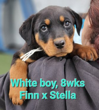 Breeding Working Rottweilers in Australia