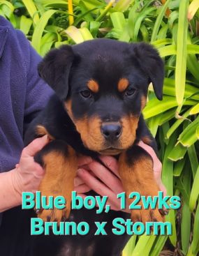 Breeding Working Rottweilers in Australia
