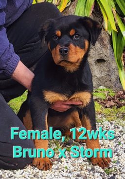 Breeding Working Rottweilers in Australia