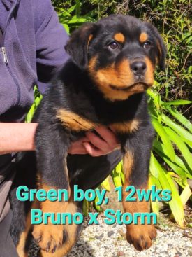 Breeding Working Rottweilers in Australia
