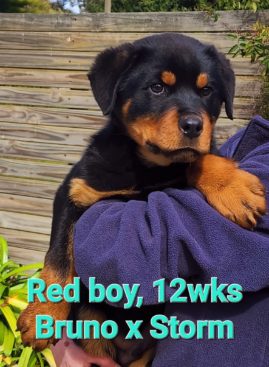 Breeding Working Rottweilers in Australia