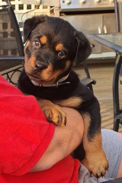 Breeding Working Rottweilers in Australia