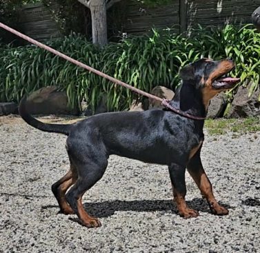 Breeding Working Rottweilers in Australia