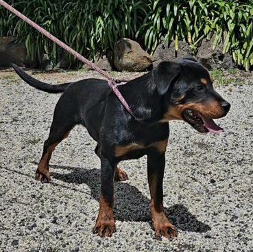 Breeding Working Rottweilers in Australia